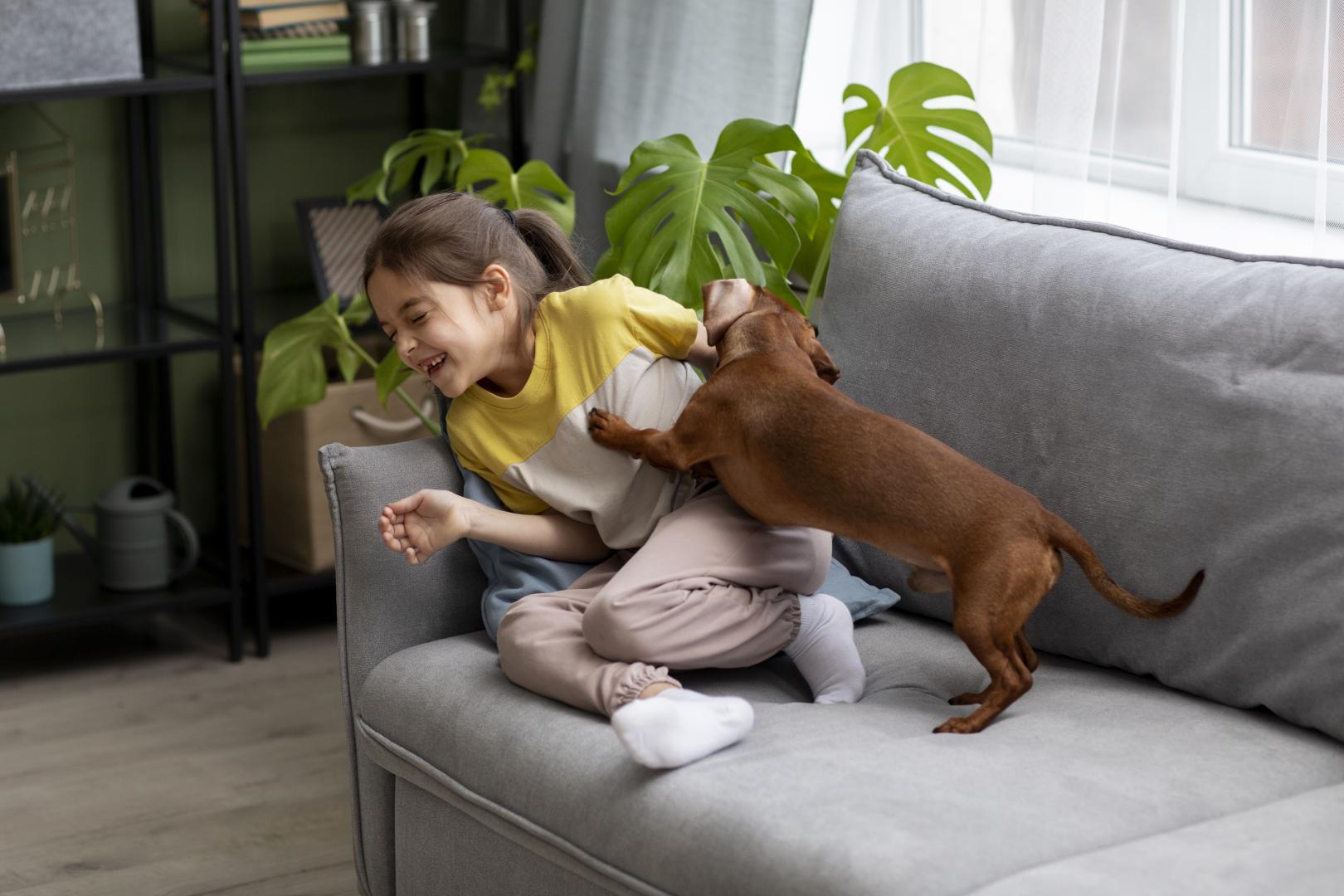 A little girl playing with a brown dachshund on a gray couch. 