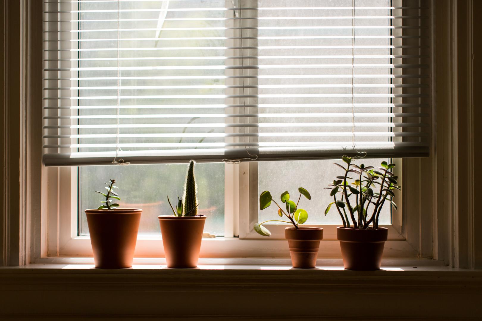 Plants on a windowsill next to a window with blinds.