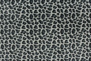 Panthera Domino