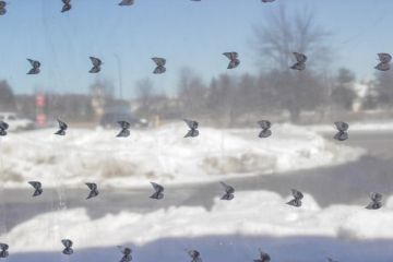 Organza Bows EL 2324 Ivory/Ivory