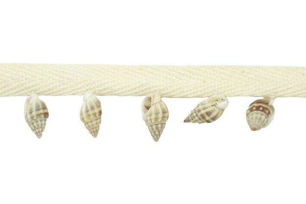 Sea or Conch Shells on Tape PT100/01