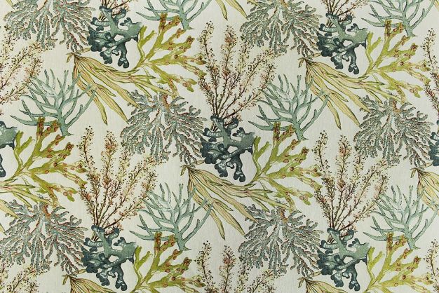 Coral Reef Caribbean