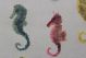 Golding Fabrics Seahorse Multi