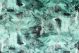 Ripple Emerald