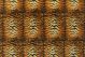 Tiger Brown Bk