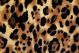 Safari Fur Big Cat Brown