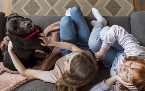 Pet-Friendly Upholstery: Best Fabrics for Dog Owners