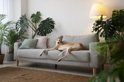 A dog resting on a gray couch with custom couch cushions.