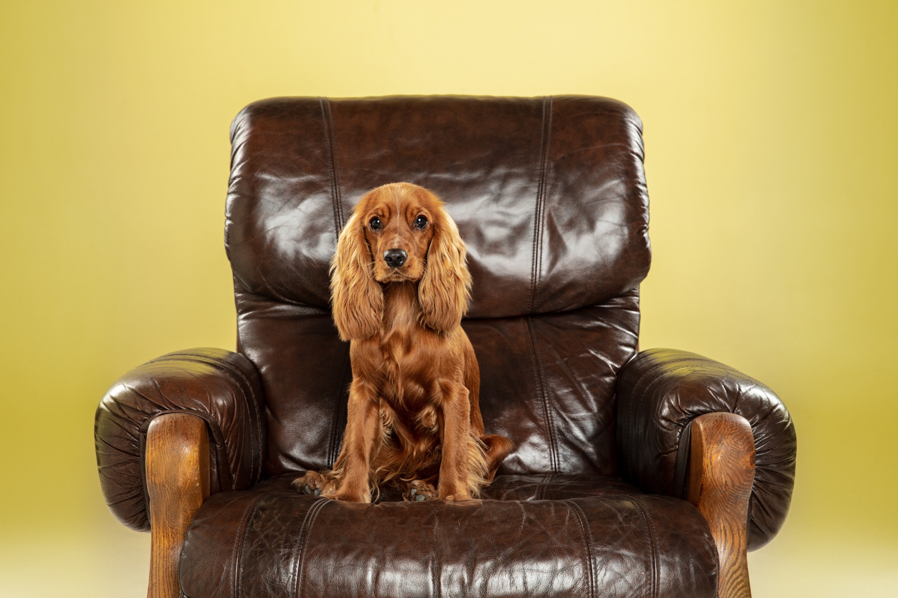 A young English Cocker Spaniel dog sitting on a brown leather ottoman chair.