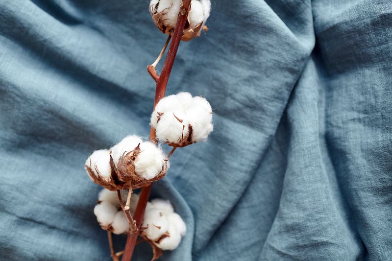 White cotton flowers on turquoise blue fabric background, top view.