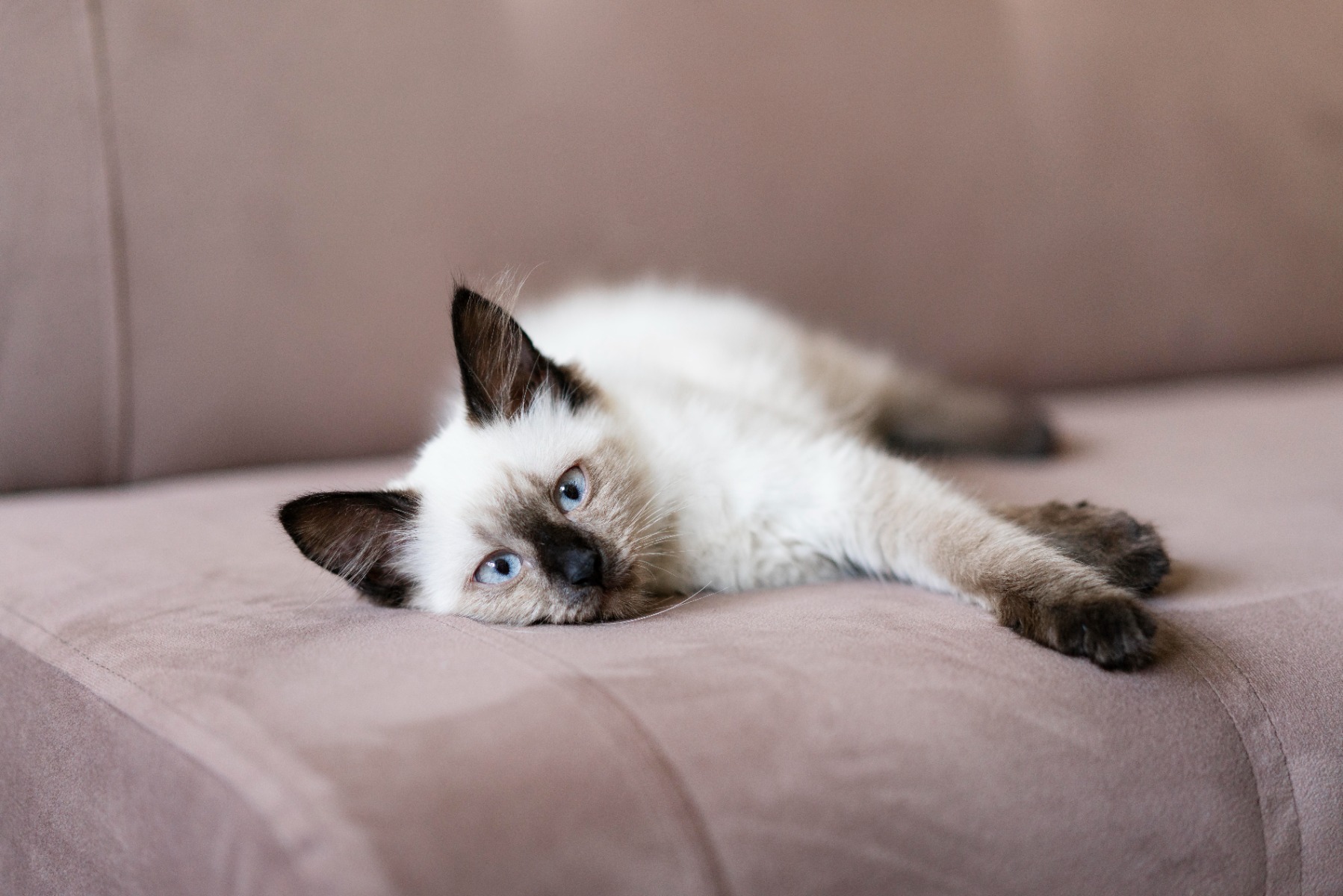 Cute black and white kitten laying on a velvet couch.