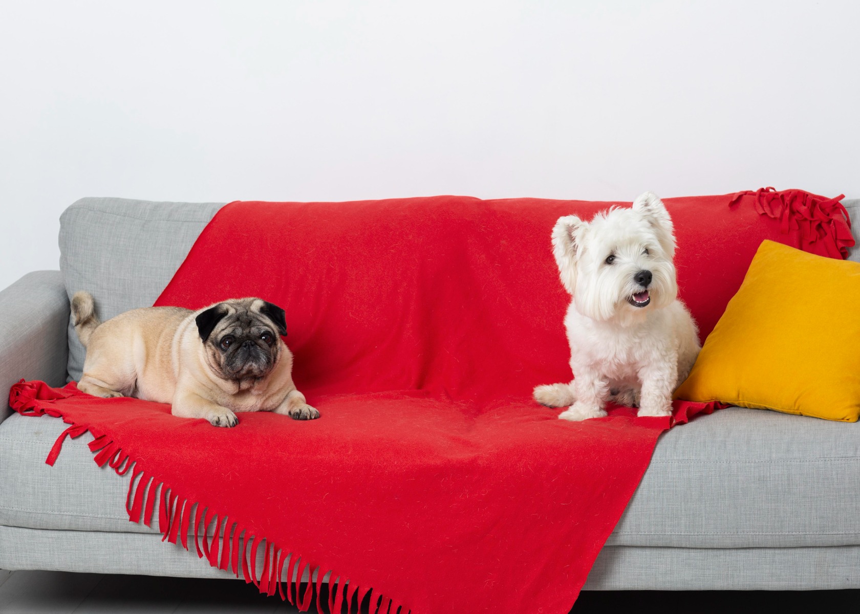 Cute little dogs on a gray microfiber couch.